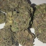Blissful Bud : Top Purchasing Advantages for Balanced Body and Brain